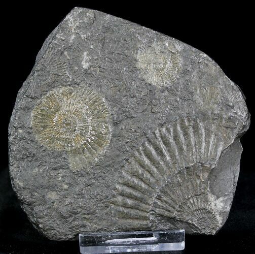 Dactylioceras Ammonite Cluster - Posidonia Shale #23088